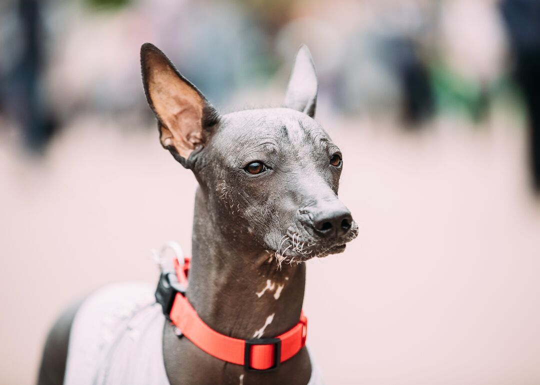 #32. Xoloitzcuintli (toy, mini, standard)